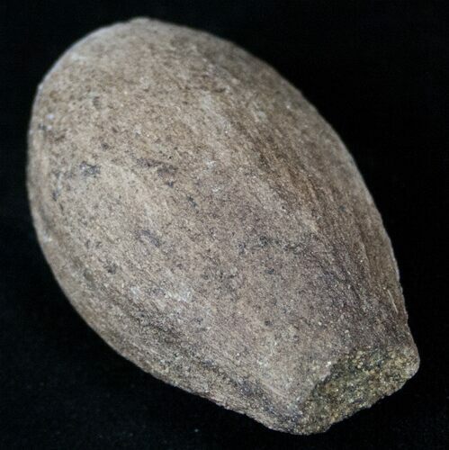 Cretaceous Palm Fruit Fossil - Hell Creek Formation #16622